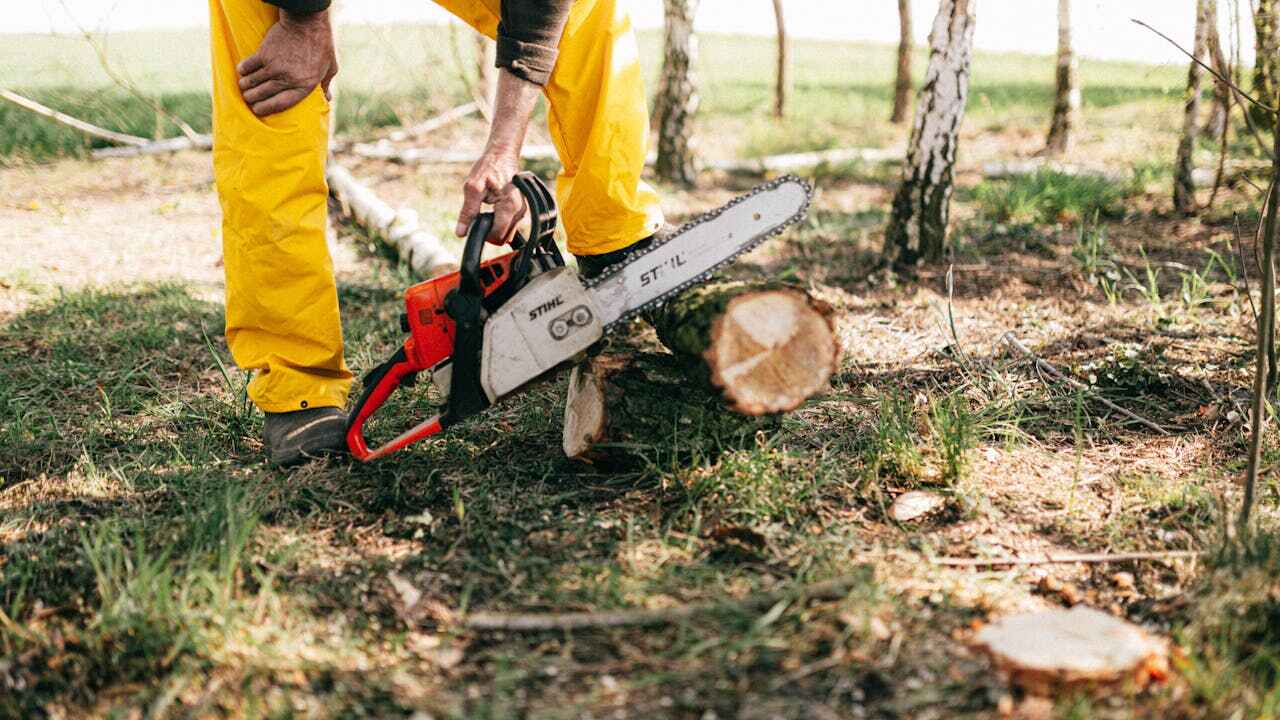 Large Tree Removal